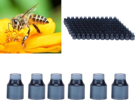 عيون ملكات اسود